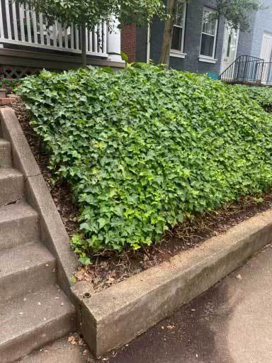 Ivy removal needed before starting retaining wall project
